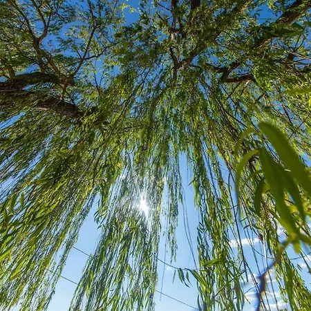 Willow's House Assisi Big House For Family And Friends